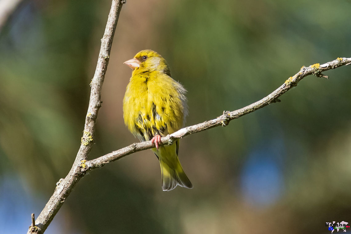 European Greenfinch - Chloris chloris European Greenfinch -  Chloris chloris Chloris chloris,European Greenfinch,France,Geotagged,Spring