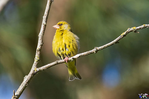 European Greenfinch - Chloris chloris European Greenfinch -  Chloris chloris Chloris chloris,European Greenfinch,France,Geotagged,Spring