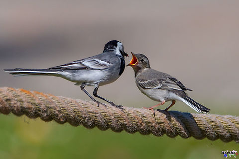 Wagtail feeding its kid - happy mothers day happy mother's day 
wagtail feeding it' kid France,Geotagged,Motacilla alba,Spring,White wagtail