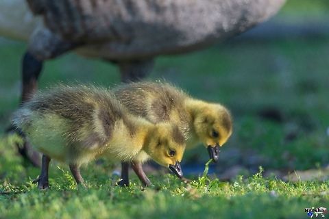 Canada goose babies -  Branta canadensis canada goose babies -  Branta canadensis Branta canadensis,Canada goose,France,Geotagged