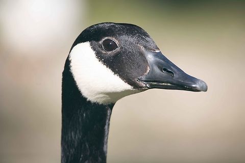 Canada goose canada goose  Branta canadensis,Canada goose,France,Geotagged,Spring