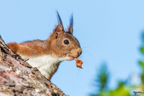 Hey What's UP - red squirrel Hey What's UP - red squirrel  France,Geotagged,Red squirrel,Sciurus vulgaris