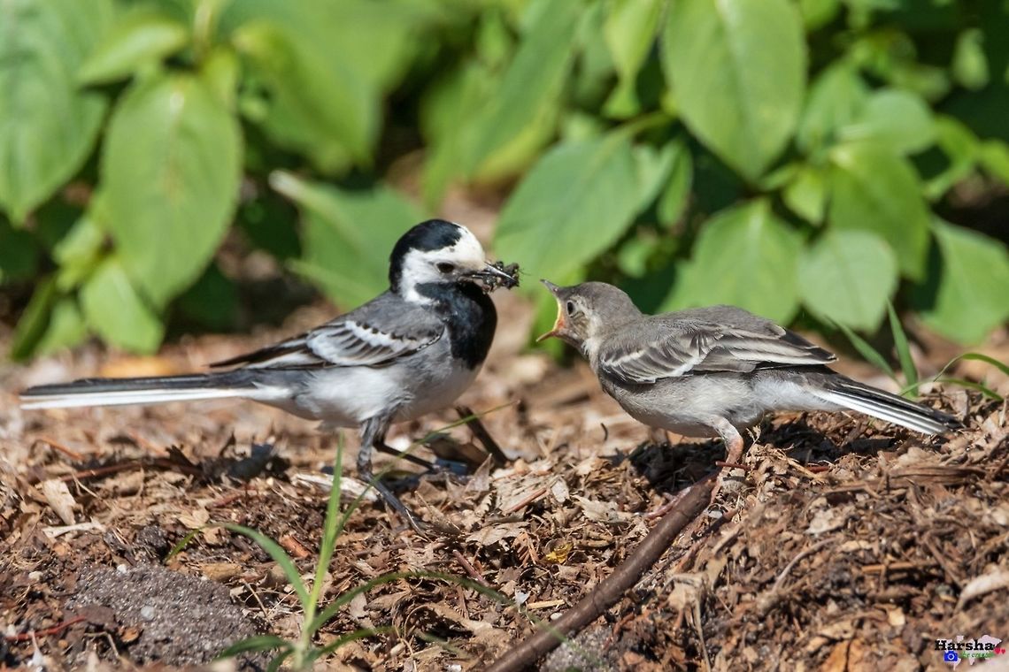 Wagtail feeding its kid Wagtail feeding its kid France,Geotagged,Motacilla alba,White wagtail