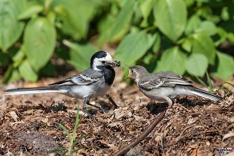 Wagtail feeding its kid Wagtail feeding its kid France,Geotagged,Motacilla alba,White wagtail