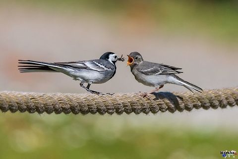 White Wagtail feeding its kid White Wagtail feeding its kid France,Geotagged,Motacilla alba,White wagtail