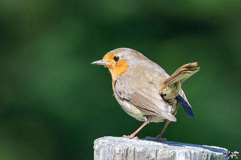European Robin European Robin Erithacus rubecula,European Robin,France,Geotagged,Spring