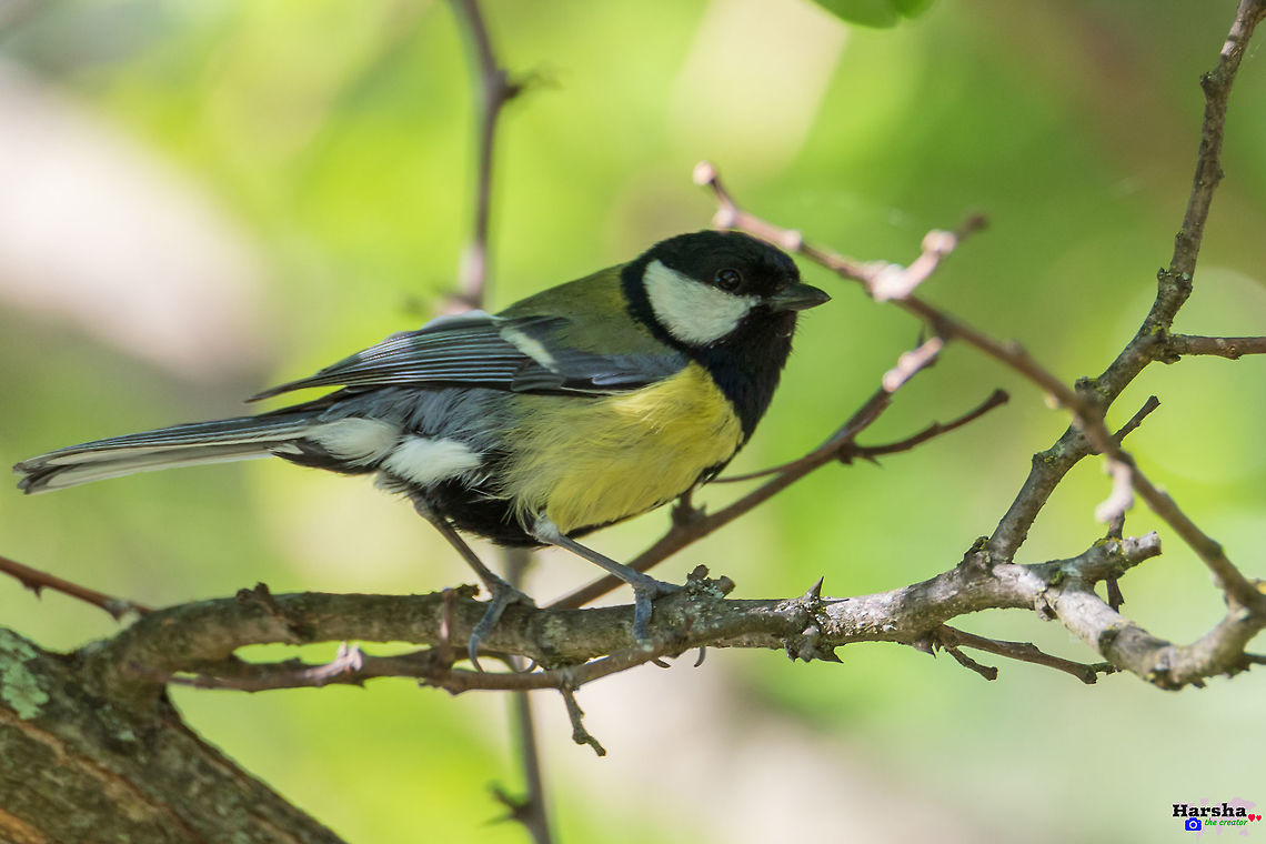 Great Tit Great_Tit France,Geotagged,Great Tit,Parus major,Spring