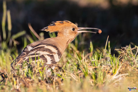 Hoopoe found food for it kids Hoopoe found food for it kids  France,Geotagged,Hoopoe,Spring,Upupa epops