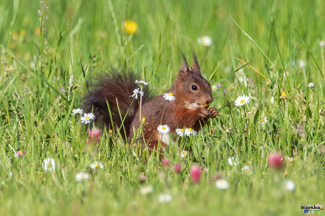 red squirrel red squirrel or flower which you like France,Geotagged,Red squirrel,Sciurus vulgaris,Spring