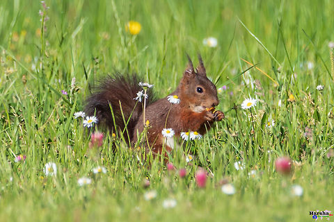 red squirrel red squirrel or flower which you like France,Geotagged,Red squirrel,Sciurus vulgaris,Spring