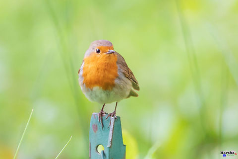 European Robin - Perched, France European Robin Erithacus rubecula,European Robin,France,Geotagged,Spring