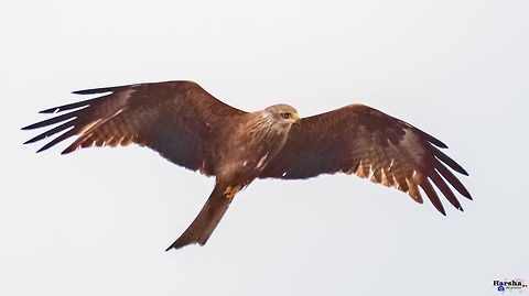Steppe eagle - Aquila nipalensis steppe eagle - Aquila nipalensis Aquila nipalensis,France,Geotagged,Spring,steppe eagle