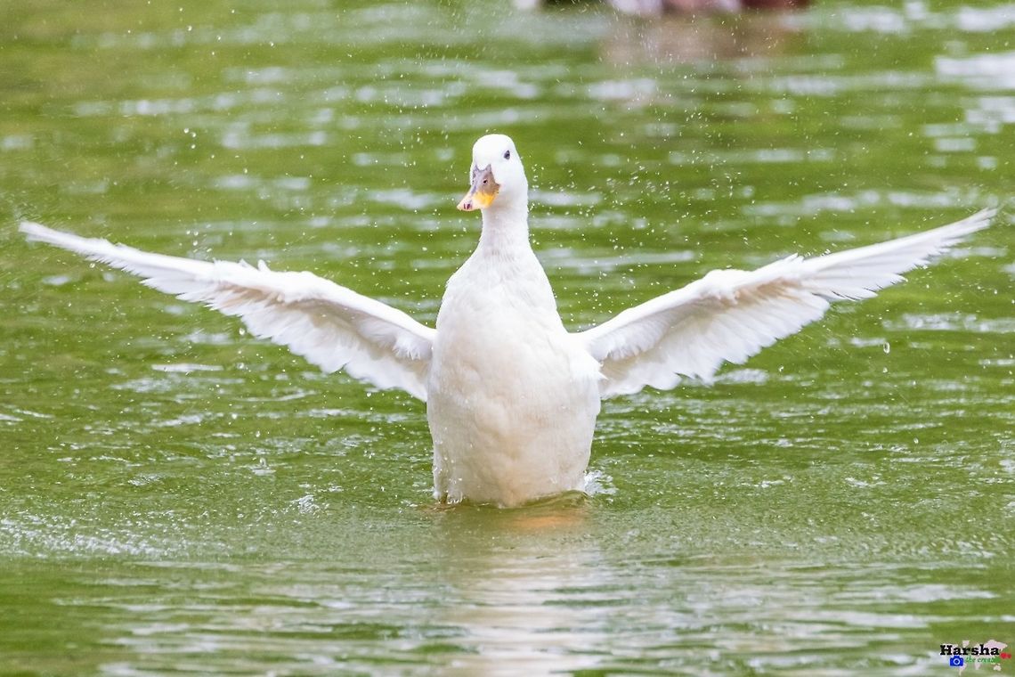Mallard  taking shower-  freshening up. Mallard  taking shower-  freshening up. Anas platyrhynchos,France,Geotagged,Mallard
