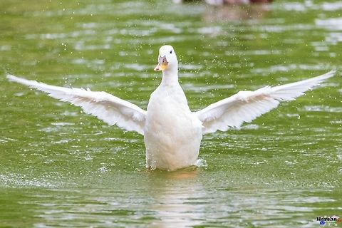 Mallard  taking shower-  freshening up. Mallard  taking shower-  freshening up. Anas platyrhynchos,France,Geotagged,Mallard
