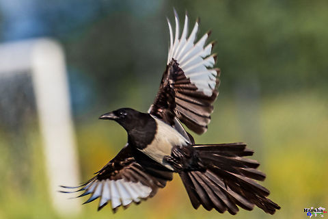 Eurasian magpie - Pica pica Eurasian magpie - Pica pica Eurasian magpie,France,Geotagged,Pica pica,Spring