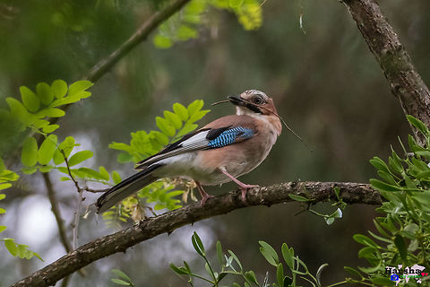 Eurasian jay - Garrulus glandarius - making home Eurasian jay - Garrulus glandarius - making home Eurasian Jay,France,Garrulus glandarius,Geotagged,Spring