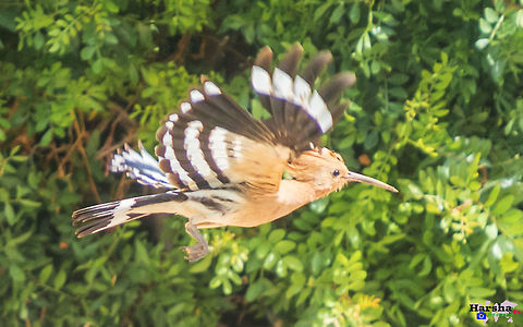hoopoe hoopoe Geotagged,Hoopoe,Spain,Spring,Upupa epops