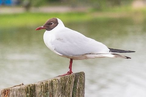 Black-headed gull - Scientific name: Chroicocephalus ridibundus Black-headed gull - Scientific name: Chroicocephalus ridibundus Black-headed gull,Chroicocephalus ridibundus,Finland,Geotagged
