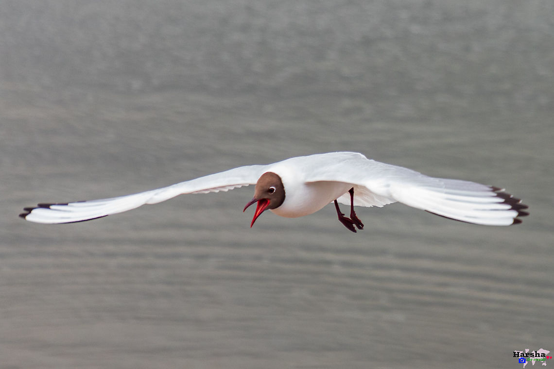 Black-headed_gull_Fly flying towards success -Black-headed gull Black-headed gull,Chroicocephalus ridibundus,Finland,Geotagged,Spring