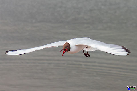 Black-headed_gull_Fly flying towards success -Black-headed gull Black-headed gull,Chroicocephalus ridibundus,Finland,Geotagged,Spring