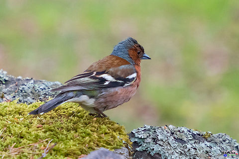 The Common chaffinch The Common chaffinch Common chaffinch,Finland,Fringilla coelebs,Geotagged,Spring