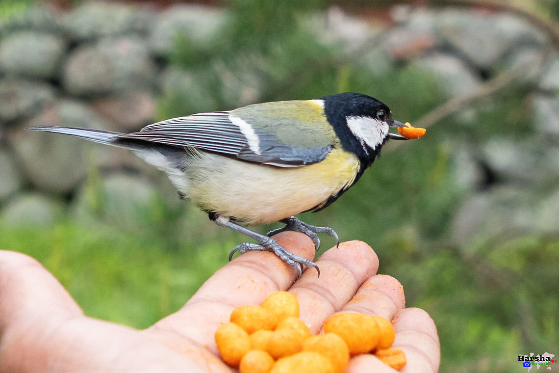 Great Tit taking peanuts from my hand Great Tit taking peanuts from my hand Finland,Geotagged,Great Tit,Parus major,Spring
