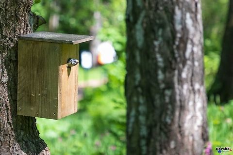 Great Tit in it's home Great Tit in it's home Finland,Geotagged,Great Tit,Parus major