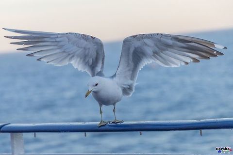 common gull - Scientific name: Larus canus common gull - Scientific name: Larus canus Common gull,Geotagged,Great black-backed gull,Larus canus,Larus marinus