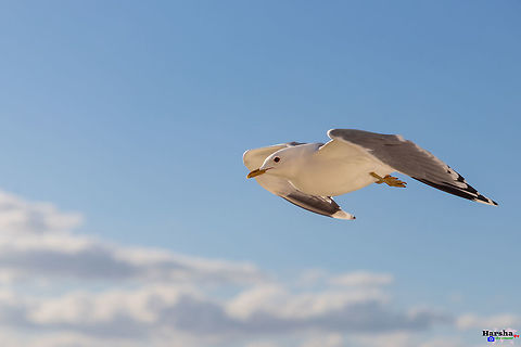 common gull - Scientific name: Larus canus-fly mode common gull - Scientific name: Larus canus Common gull,Geotagged,Great black-backed gull,Larus canus,Larus marinus,Spring