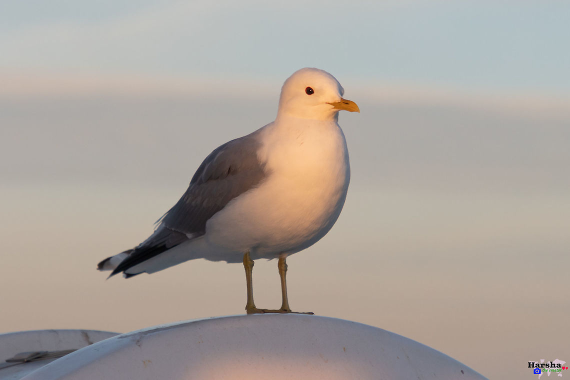 common gull - Scientific name: Larus canus common gull - Scientific name: Larus canus Common gull,Geotagged,Great black-backed gull,Larus canus,Larus marinus,Spring