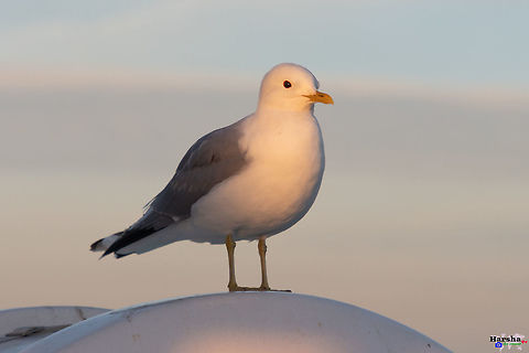 common gull - Scientific name: Larus canus common gull - Scientific name: Larus canus Common gull,Geotagged,Great black-backed gull,Larus canus,Larus marinus,Spring
