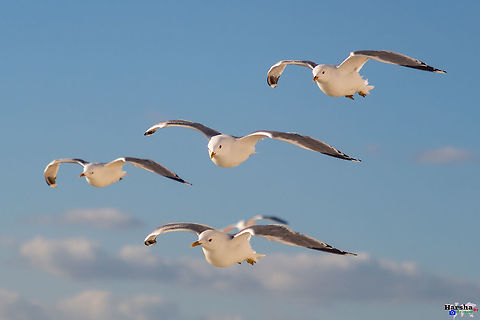 bird_eye_view- common gull - Scientific name: Larus canus bird_eye_view- common gull - Scientific name: Larus canus Common gull,Geotagged,Great black-backed gull,Larus canus,Larus marinus,Spring