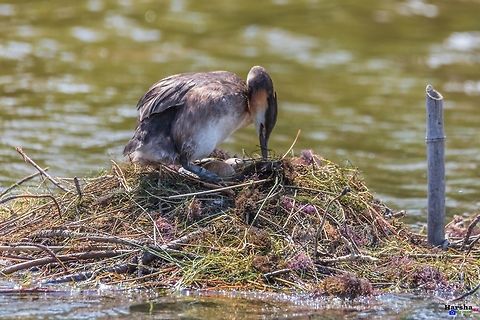 Great crested grebe made it's nest middle of water Great crested grebe - Podiceps cristatus France,Geotagged,Great Crested Grebe,Podiceps cristatus