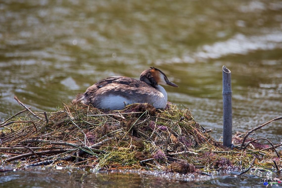 Great crested grebe - Podiceps cristatus Great crested grebe - Podiceps cristatus France,Geotagged,Great Crested Grebe,Podiceps cristatus