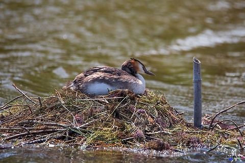 Great crested grebe - Podiceps cristatus Great crested grebe - Podiceps cristatus France,Geotagged,Great Crested Grebe,Podiceps cristatus