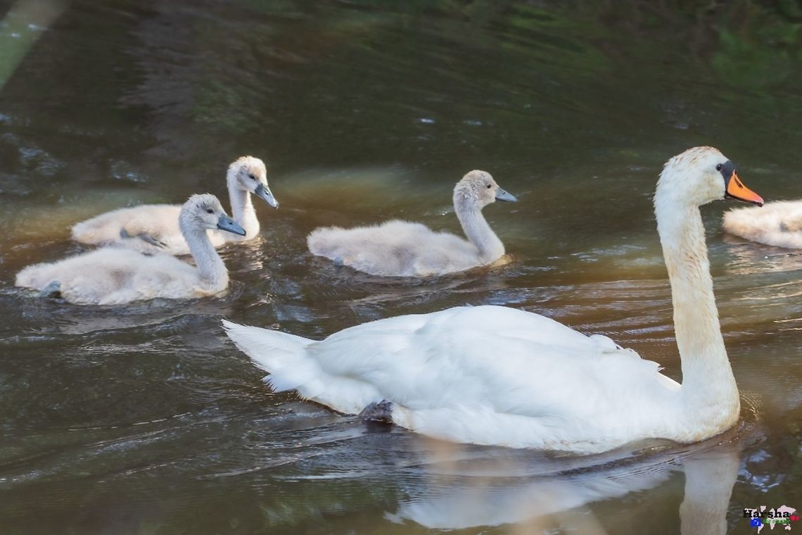 Mute_swan with family Mute swan -  Cygnus olor Cygnus olor,France,Geotagged,Mute swan