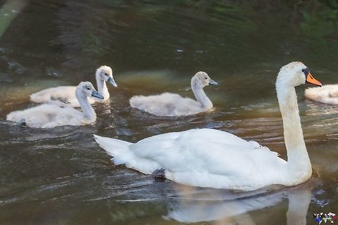 Mute_swan with family Mute swan -  Cygnus olor Cygnus olor,France,Geotagged,Mute swan