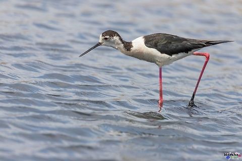 Black-winged stilt - Himantopus himantopus black-winged stilt - Himantopus himantopus Black-winged stilt,France,Geotagged,Himantopus himantopus