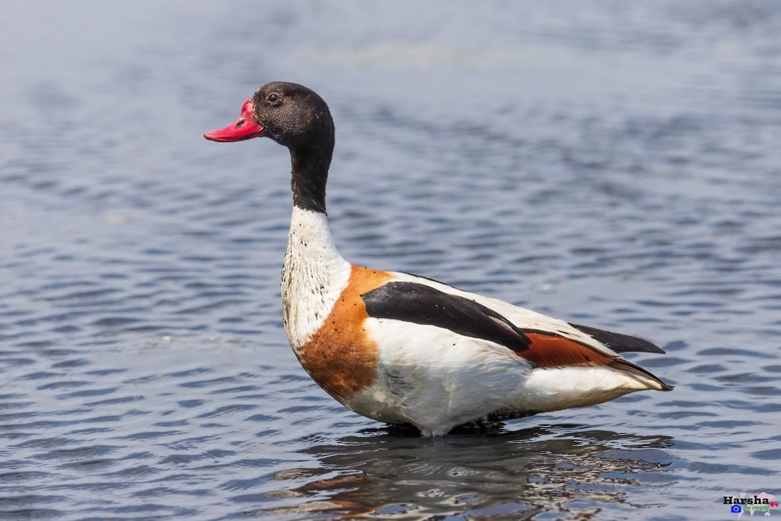 Common Shelduck - Tadorna tadorna Common Shelduck -Tadorna tadorna Common Shelduck,France,Geotagged,Tadorna tadorna