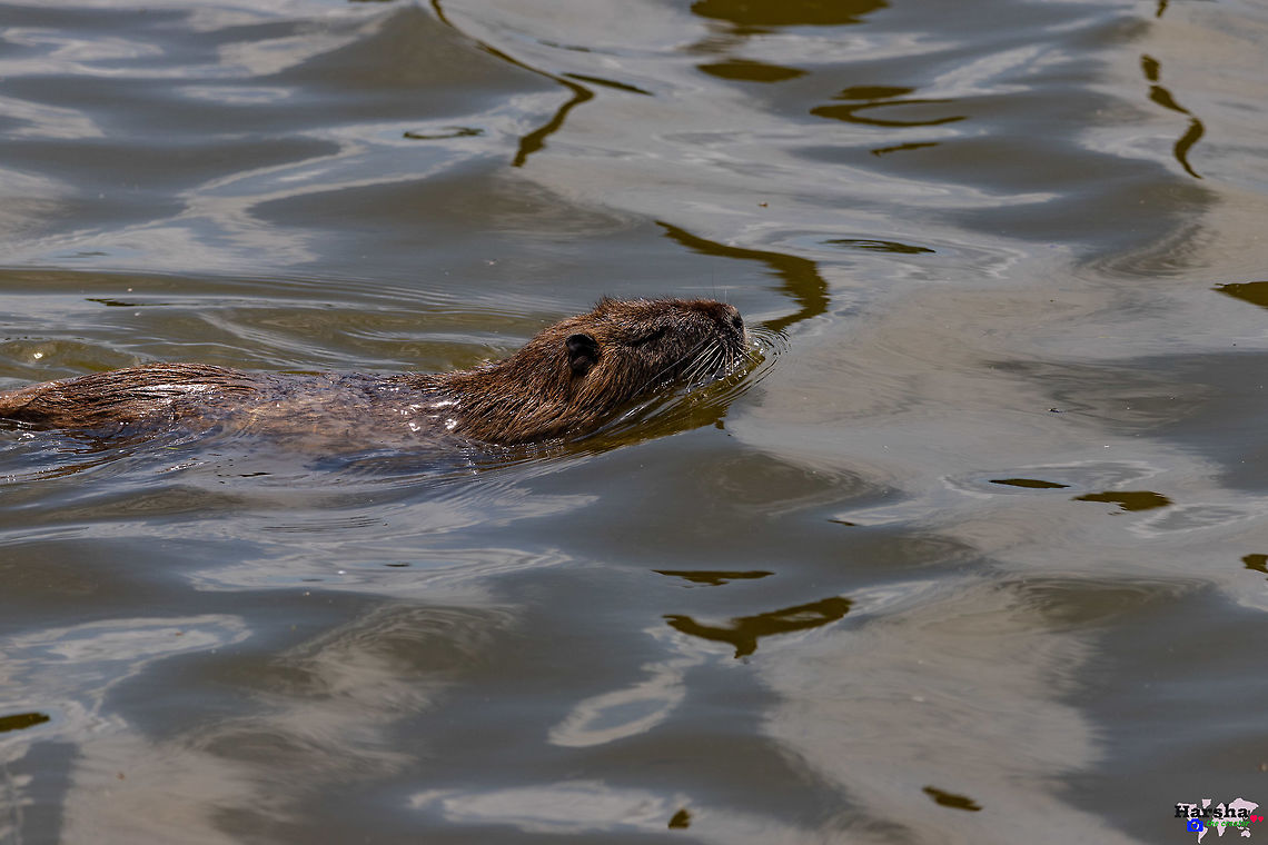 coypu-nutria-Ragondin-Myocastor coypus  coypu- nutria - Ragondin- Myocastor coypus Coypu,France,Geotagged,Myocastor coypus,Spring