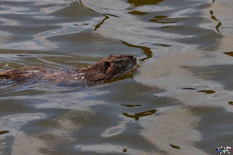 coypu-nutria-Ragondin-Myocastor coypus  coypu- nutria - Ragondin- Myocastor coypus Coypu,France,Geotagged,Myocastor coypus,Spring