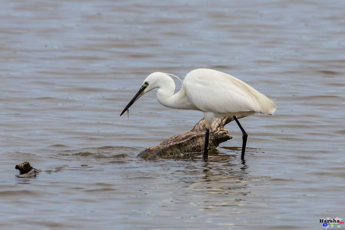 Little egret -Egretta garzetta Little egret -Egretta garzetta Egretta garzetta,France,Geotagged,Little Egret,Spring