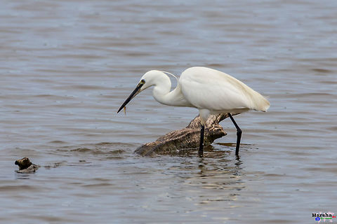 Little egret -Egretta garzetta Little egret -Egretta garzetta Egretta garzetta,France,Geotagged,Little Egret,Spring