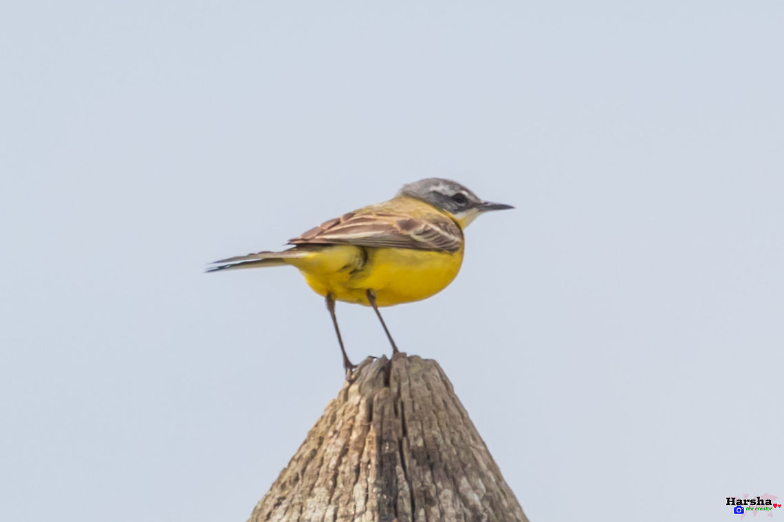 Western Yellow Wagtail - Motacilla flava Western Yellow Wagtail - Motacilla flava France,Geotagged,Motacilla flava,Spring,Yellow Wagtail