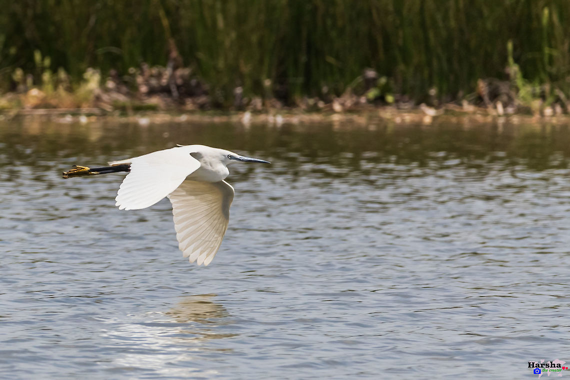 Little egret flying towards....... ; Egretta garzetta Little egret flying towards....... ; Egretta garzetta   Egretta garzetta,France,Geotagged,Little Egret,Spring