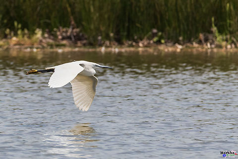 Little egret flying towards....... ; Egretta garzetta Little egret flying towards....... ; Egretta garzetta   Egretta garzetta,France,Geotagged,Little Egret,Spring