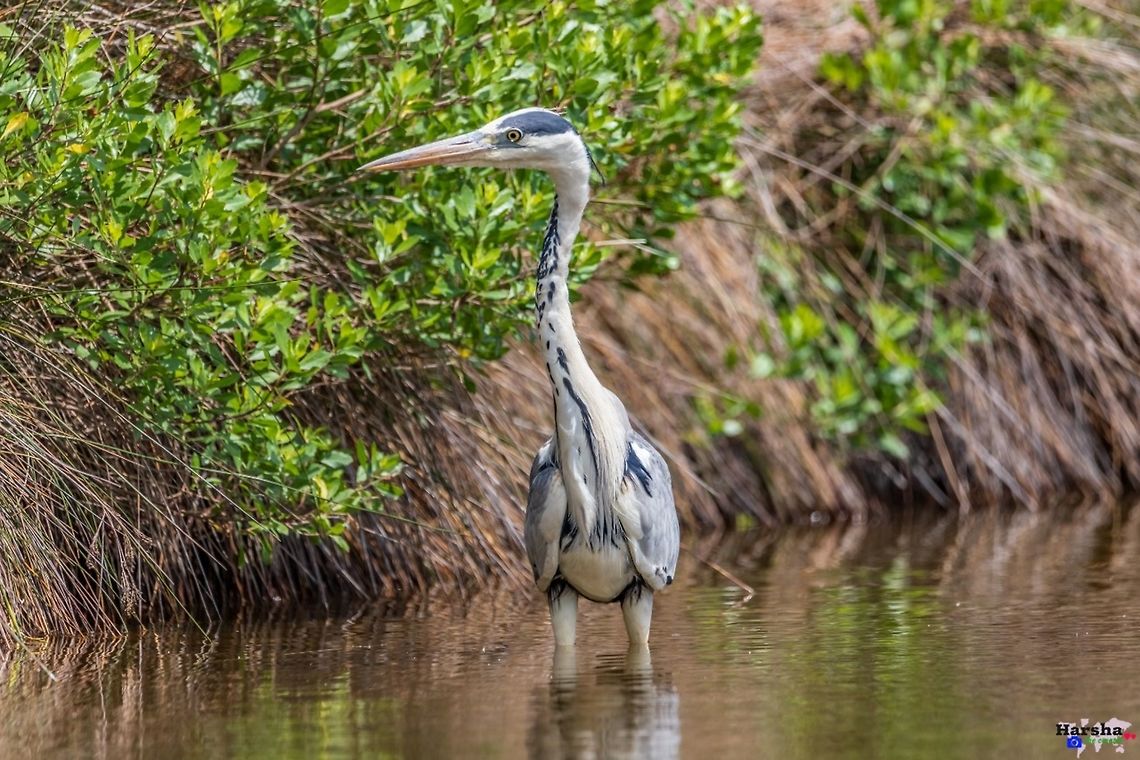 Grey heron - Ardea cinerea Grey heron - Ardea cinerea Ardea cinerea,France,Geotagged,Grey heron
