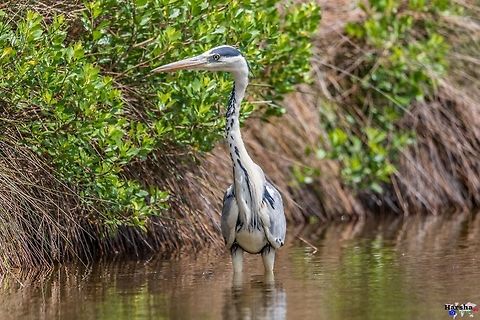 Grey heron - Ardea cinerea Grey heron - Ardea cinerea Ardea cinerea,France,Geotagged,Grey heron