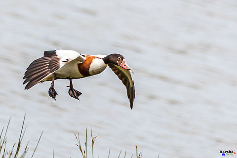 Common Shelduck going to land -adorna adorna Common Shelduck going to land -adorna adorna Common Shelduck,France,Geotagged,Spring,Tadorna tadorna