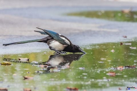 Thirsty Eurasian magpie trying to collect water on road- save water Thirsty Eurasian magpie trying to collect water on road- save water Eurasian magpie,France,Geotagged,Pica pica